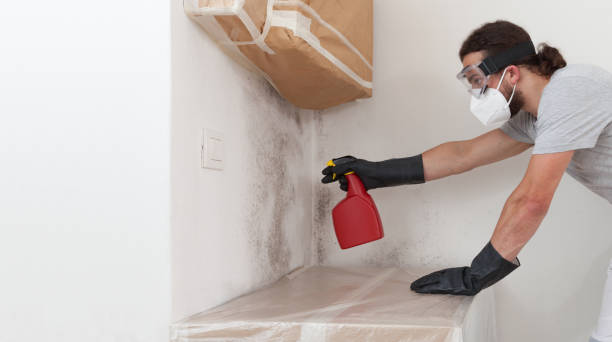 Professional Basement Mold Remediation technician working in Dublin, PA