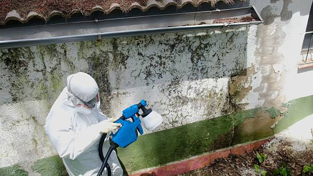 Top rated local Basement Mold Remediation specialists in Dublin, PA